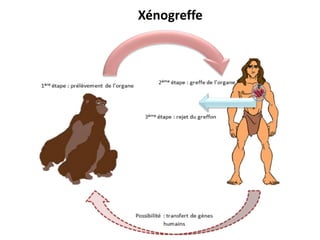 Xénogreffe
 