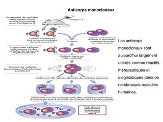 Anticorps monoclonaux
Les anticorps
monoclonaux sont
aujourd'hui largement
utilisés comme réactifs
thérapeutiques et
diagnostiques dans de
nombreuses maladies
humaines.
 