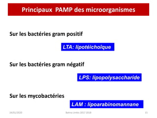 LTA: lipotéichoîque
Principaux PAMP des microorganismes
24/01/2020 15
Batina Unikis 2017 2018
LAM : lipoarabinomannane
LPS: lipopolysaccharide
Sur les bactéries gram positif
Sur les bactéries gram négatif
Sur les mycobactéries
 