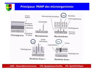 LAM : lipoarabinomannane, LPS: lipopolysaccharide, LTA: lipotéichoîque
Principaux PAMP des microorganismes
24/01/2020 16
Unikis 2016 2017
 