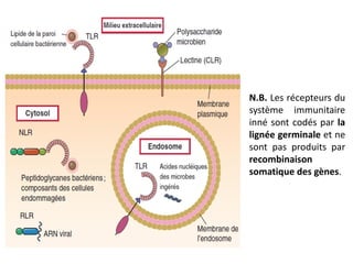 N.B. Les récepteurs du
système immunitaire
inné sont codés par la
lignée germinale et ne
sont pas produits par
recombinaison
somatique des gènes.
 