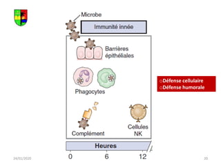 24/01/2020 20
Unikis 2016 2017
oDéfense cellulaire
oDéfense humorale
 
