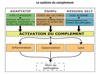 Le système du complement
 
