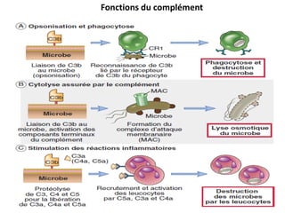 Fonctions du complément
 