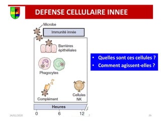 DEFENSE CELLULAIRE INNEE
24/01/2020 29
Unikis 2016 2017
• Quelles sont ces cellules ?
• Comment agissent-elles ?
 