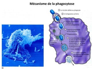 Mécanisme de la phagocytose
 