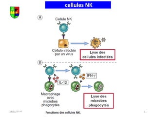 cellules NK
24/01/2020 31
Unikis 2016 2017
 