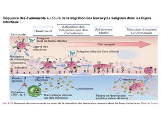 Séquence des événements au cours de la migration des leucocytes sanguins dans les foyers
infectieux :
 