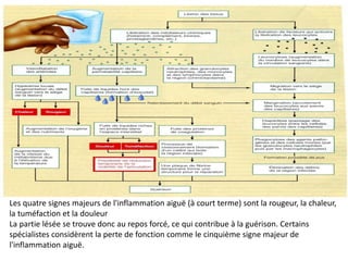 Les quatre signes majeurs de l'inflammation aiguë (à court terme) sont la rougeur, la chaleur,
la tuméfaction et la douleur
La partie lésée se trouve donc au repos forcé, ce qui contribue à la guérison. Certains
spécialistes considèrent la perte de fonction comme le cinquième signe majeur de
l'inflammation aiguë.
 