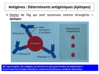 Antigènes : Déterminants antigéniques (épitopes)
49
 Parties de l’Ag qui sont reconnues comme étrangères =
épitopes
24/01/2020
NB. Superantigène: des antigènes qui stimulent un plus grand nombre de lymphocytes T.
Ils sont avant tout d’origine infectieuse: exotoxines bactériennes, protéines rétrovirales…
 