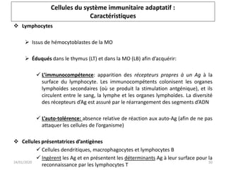 Cellules du système immunitaire adaptatif :
Caractéristiques
50
 Lymphocytes
 Issus de hémocytoblastes de la MO
 Éduqués dans le thymus (LT) et dans la MO (LB) afin d’acquérir:
 L’immunocompétence: apparition des récepteurs propres à un Ag à la
surface du lymphocyte. Les immunocompétents colonisent les organes
lymphoïdes secondaires (où se produit la stimulation antgénique), et ils
circulent entre le sang, la lymphe et les organes lymphoïdes. La diversité
des récepteurs d’Ag est assuré par le réarrangement des segments d’ADN
 L’auto-tolérence: absence relative de réaction aux auto-Ag (afin de ne pas
attaquer les cellules de l’organisme)
 Cellules présentatrices d’antigènes
 Cellules dendritiques, macrophagocytes et lymphocytes B
 Ingèrent les Ag et en présentent les déterminants Ag à leur surface pour la
reconnaissance par les lymphocytes T
24/01/2020
 