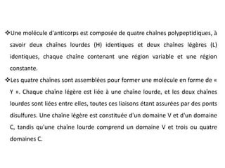 Une molécule d'anticorps est composée de quatre chaînes polypeptidiques, à
savoir deux chaînes lourdes (H) identiques et deux chaînes légères (L)
identiques, chaque chaîne contenant une région variable et une région
constante.
Les quatre chaînes sont assemblées pour former une molécule en forme de «
Y ». Chaque chaîne légère est liée à une chaîne lourde, et les deux chaînes
lourdes sont liées entre elles, toutes ces liaisons étant assurées par des ponts
disulfures. Une chaîne légère est constituée d'un domaine V et d'un domaine
C, tandis qu'une chaîne lourde comprend un domaine V et trois ou quatre
domaines C.
 