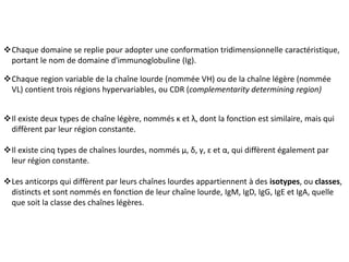 Chaque domaine se replie pour adopter une conformation tridimensionnelle caractéristique,
portant le nom de domaine d'immunoglobuline (Ig).
Chaque region variable de la chaîne lourde (nommée VH) ou de la chaîne légère (nommée
VL) contient trois régions hypervariables, ou CDR (complementarity determining region)
Il existe deux types de chaîne légère, nommés κ et λ, dont la fonction est similaire, mais qui
diffèrent par leur région constante.
Il existe cinq types de chaînes lourdes, nommés μ, δ, γ, ɛ et α, qui diffèrent également par
leur région constante.
Les anticorps qui diffèrent par leurs chaînes lourdes appartiennent à des isotypes, ou classes,
distincts et sont nommés en fonction de leur chaîne lourde, IgM, IgD, IgG, IgE et IgA, quelle
que soit la classe des chaînes légères.
 