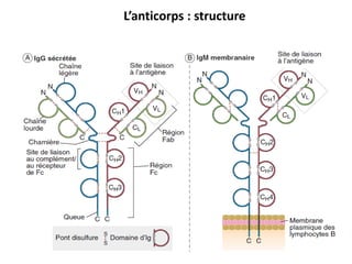 L’anticorps : structure
 