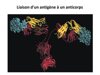 Liaison d'un antigène à un anticorps
 
