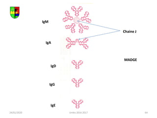 64
IgM
IgA
IgD
IgE
IgG
MADGE
Chaine J
24/01/2020 Unikis 2016 2017
 