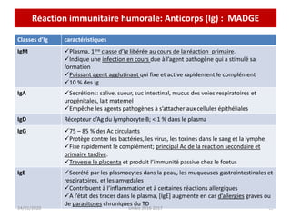 Réaction immunitaire humorale: Anticorps (Ig) : MADGE
65
Classes d’Ig caractéristiques
IgM Plasma, 1ère classe d’Ig libérée au cours de la réaction primaire.
Indique une infection en cours due à l’agent pathogène qui a stimulé sa
formation
Puissant agent agglutinant qui fixe et active rapidement le complément
10 % des Ig
IgA Secrétions: salive, sueur, suc intestinal, mucus des voies respiratoires et
urogénitales, lait maternel
Empêche les agents pathogènes à s’attacher aux cellules épithéliales
IgD Récepteur d’Ag du lymphocyte B; < 1 % dans le plasma
IgG 75 – 85 % des Ac circulants
Protège contre les bactéries, les virus, les toxines dans le sang et la lymphe
Fixe rapidement le complément; principal Ac de la réaction secondaire et
primaire tardive.
Traverse le placenta et produit l’immunité passive chez le foetus
IgE Secrété par les plasmocytes dans la peau, les muqueuses gastrointestinales et
respiratoires, et les amygdales
Contribuent à l’inflammation et à certaines réactions allergiques
A l’état des traces dans le plasma, [IgE] augmente en cas d’allergies graves ou
de parasitoses chroniques du TD
24/01/2020 Unikis 2016 2017
 
