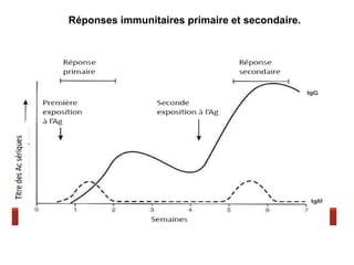 Réponses immunitaires primaire et secondaire.
 