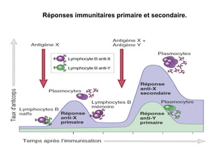 Réponses immunitaires primaire et secondaire.
 