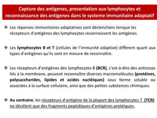 Capture des antigenes, presentation aux lymphocytes et
reconnaissance des antigenes dans le systeme immunitaire adaptatif
 Les réponses immunitaires adaptatives sont déclenchées lorsque les
récepteurs d'antigènes des lymphocytes reconnaissent les antigènes.
 Les lymphocytes B et T (cellules de l’immunité adaptive) diffèrent quant aux
types d'antigènes qu'ils sont en mesure de reconnaître.
 Les récepteurs d'antigènes des lymphocytes B (BCR), c'est-à-dire des anticorps
liés à la membrane, peuvent reconnaître diverses macromolécules (protéines,
polysaccharides, lipides et acides nucléiques) sous forme soluble ou
associées à la surface cellulaire, ainsi que des petites substances chimiques.
 Au contraire, les récepteurs d'antigène de la plupart des lymphocytes T (TCR)
ne décèlent que des fragments peptidiques d'antigènes protéiques,
 