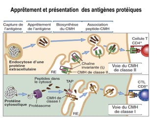 Apprêtement et présentation des antigènes protéiques
 