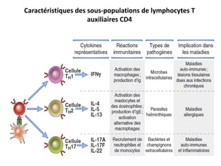 Caractéristiques des sous-populations de lymphocytes T
auxiliaires CD4
 