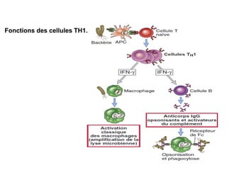 Fonctions des cellules TH1.
 