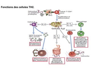 Fonctions des cellules TH2.
 