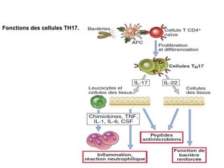 Fonctions des cellules TH17.
 