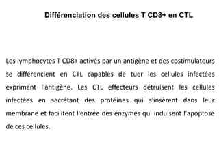 Les lymphocytes T CD8+ activés par un antigène et des costimulateurs
se différencient en CTL capables de tuer les cellules infectées
exprimant l'antigène. Les CTL effecteurs détruisent les cellules
infectées en secrétant des protéines qui s'insèrent dans leur
membrane et facilitent l'entrée des enzymes qui induisent l'apoptose
de ces cellules.
Différenciation des cellules T CD8+ en CTL
 