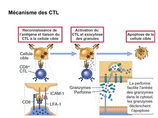 Mécanisme des CTL
 