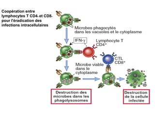 Coopération entre
lymphocytes T CD4+ et CD8+
pour l'éradication des
infections intracellulaires
 