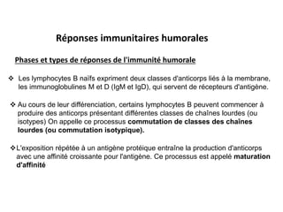 Réponses immunitaires humorales
Phases et types de réponses de l'immunité humorale
 Les lymphocytes B naïfs expriment deux classes d'anticorps liés à la membrane,
les immunoglobulines M et D (IgM et IgD), qui servent de récepteurs d'antigène.
 Au cours de leur différenciation, certains lymphocytes B peuvent commencer à
produire des anticorps présentant différentes classes de chaînes lourdes (ou
isotypes) On appelle ce processus commutation de classes des chaînes
lourdes (ou commutation isotypique).
L'exposition répétée à un antigène protéique entraîne la production d'anticorps
avec une affinité croissante pour l'antigène. Ce processus est appelé maturation
d'affinité
 