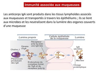 Les anticorps IgA sont produits dans les tissus lymphoïdes associés
aux muqueuses et transportés à travers les épithéliums ; ils se lient
aux microbes et les neutralisent dans la lumière des organes couverts
d'une muqueuse
Immunité associée aux muqueuses
 