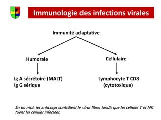 Immunologie des infections virales
Immunité adaptative
Humorale Cellulaire
Ig A sécrétoire (MALT)
Ig G sérique
Lymphocyte T CD8
(cytotoxique)
En un mot, les anticorps contrôlent le virus libre, tandis que les cellules T et NK
tuent les cellules infectées.
 