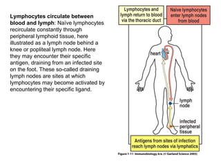 Figure 1-11 Lymphocytes circulate between blood and lymph : Naïve lymphocytes recirculate constantly through peripheral lymphoid tissue, here illustrated as a lymph node behind a knee or popliteal lymph node. Here they may encounter their specific antigen, draining from an infected site on the foot. These so-called draining lymph nodes are sites at which lymphocytes may become activated by encountering their specific ligand. 