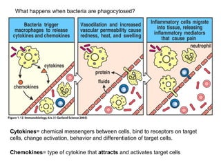 Figure 1-12 What happens when bacteria are phagocytosed? Cytokines = chemical messengers between cells, bind to receptors on target cells, change activation, behavior and differentiation of target cells. Chemokines = type of cytokine that  attracts  and activates target cells 