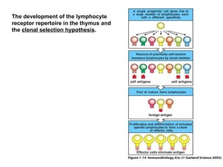 Figure 1-14 The development of the lymphocyte receptor repertoire in the thymus and the  clonal selection hypothesis .  