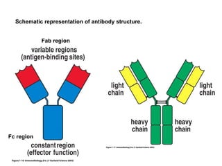Figure 1-16 Schematic representation of antibody structure. Fab region Fc region 