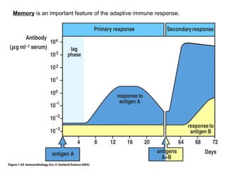 Figure 1-20 Memory  is an important feature of the adaptive immune response. 