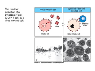 Figure 1-25 The result of activation of a  cytotoxic T cell  (CD8+ T cell) by a virus infected cell: 