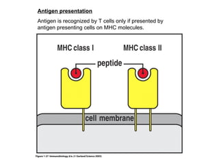 Figure 1-27 Antigen presentation Antigen is recognized by T cells only if presented by antigen presenting cells on MHC molecules. 