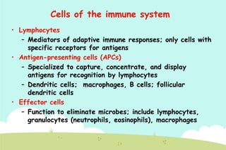 Cells of the immune system
• Lymphocytes
– Mediators of adaptive immune responses; only cells with
specific receptors for antigens
• Antigen-presenting cells (APCs)
– Specialized to capture, concentrate, and display
antigens for recognition by lymphocytes
– Dendritic cells; macrophages, B cells; follicular
dendritic cells
• Effector cells
– Function to eliminate microbes; include lymphocytes,
granulocytes (neutrophils, eosinophils), macrophages

 