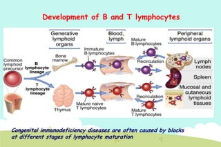 Development of B and T lymphocytes

Congenital immunodeficiency diseases are often caused by blocks
at different stages of lymphocyte maturation

 