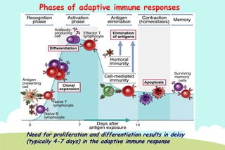 Phases of adaptive immune responses

Need for proliferation and differentiation results in delay
(typically 4-7 days) in the adaptive immune response

 