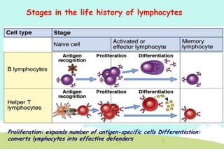 Stages in the life history of lymphocytes

Proliferation: expands number of antigen-specific cells Differentiation:
converts lymphocytes into effective defenders

 