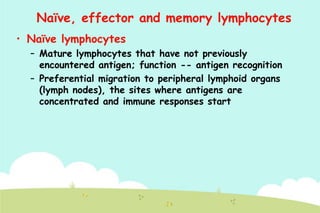 Naïve, effector and memory lymphocytes
• Naïve lymphocytes
– Mature lymphocytes that have not previously
encountered antigen; function -- antigen recognition
– Preferential migration to peripheral lymphoid organs
(lymph nodes), the sites where antigens are
concentrated and immune responses start

 