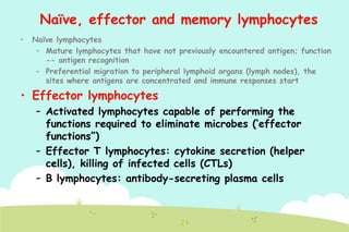 Naïve, effector and memory lymphocytes
•

Naïve lymphocytes
– Mature lymphocytes that have not previously encountered antigen; function
-- antigen recognition
– Preferential migration to peripheral lymphoid organs (lymph nodes), the
sites where antigens are concentrated and immune responses start

• Effector lymphocytes
– Activated lymphocytes capable of performing the
functions required to eliminate microbes („effector
functions”)
– Effector T lymphocytes: cytokine secretion (helper
cells), killing of infected cells (CTLs)
– B lymphocytes: antibody-secreting plasma cells

 