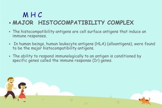 MHC



MAJOR HISTOCOMPATIBILITY COMPLEX



The histocompatibility antigens are cell surface antigens that induce an
immune responses.



In human beings, human leukocyte antigens (HLA) (alloantigens), were found
to be the major histocompatibility antigens.



The ability to respond immunologically to an antigen is conditioned by
specific genes called the immune response (Ir) genes.

 