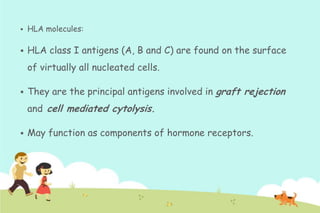 

HLA molecules:



HLA class I antigens (A, B and C) are found on the surface
of virtually all nucleated cells.



They are the principal antigens involved in graft rejection
and cell mediated cytolysis.



May function as components of hormone receptors.

 